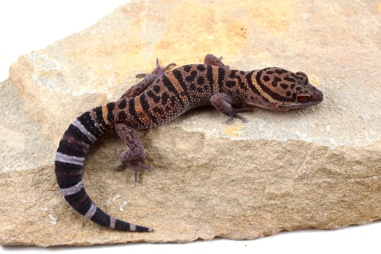 Bawangling Cave Gecko