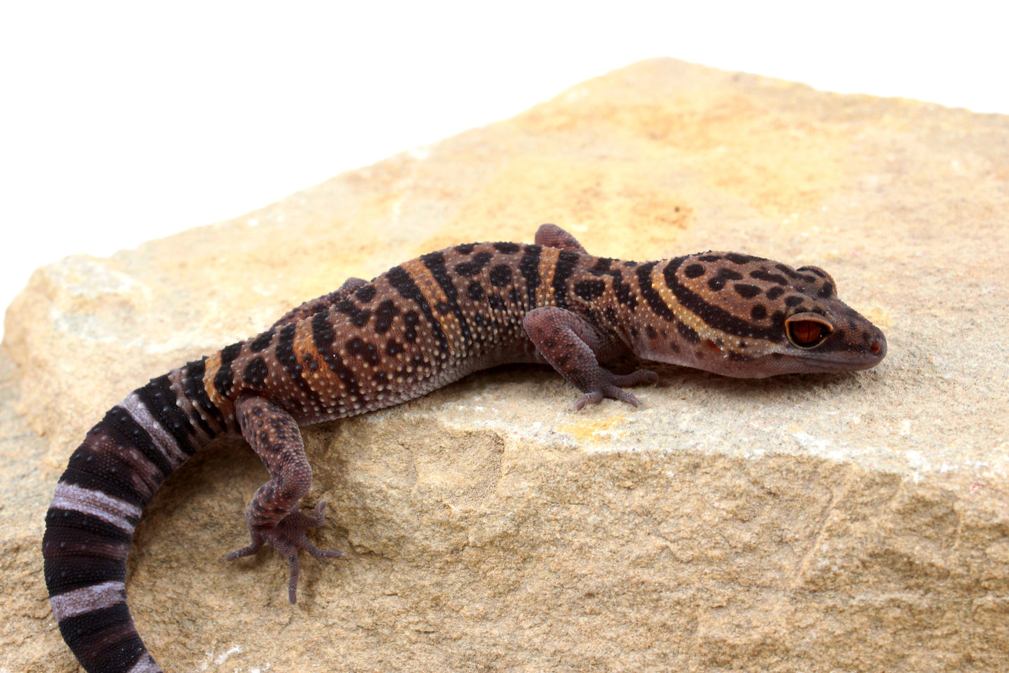 Bawangling Cave Gecko