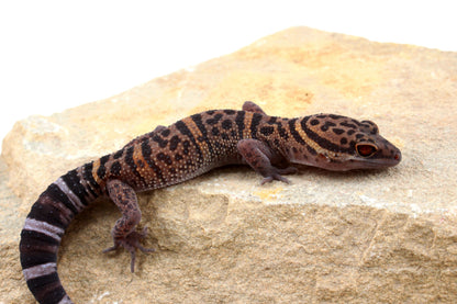 Bawangling Cave Gecko