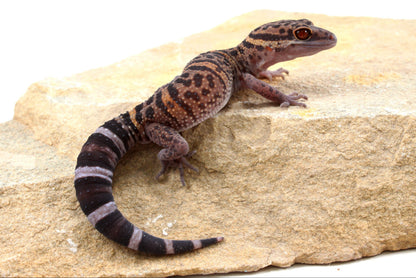 Bawangling Cave Gecko