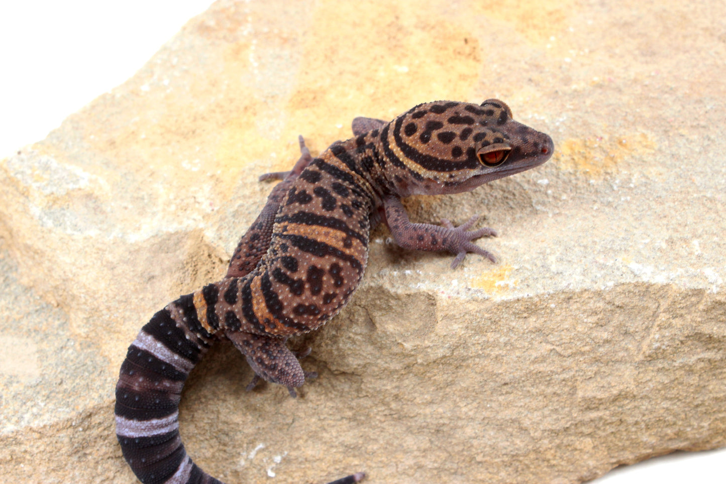 Bawangling Cave Gecko