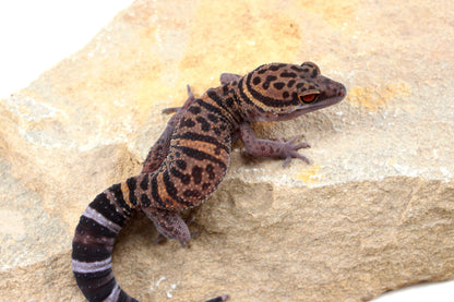Bawangling Cave Gecko