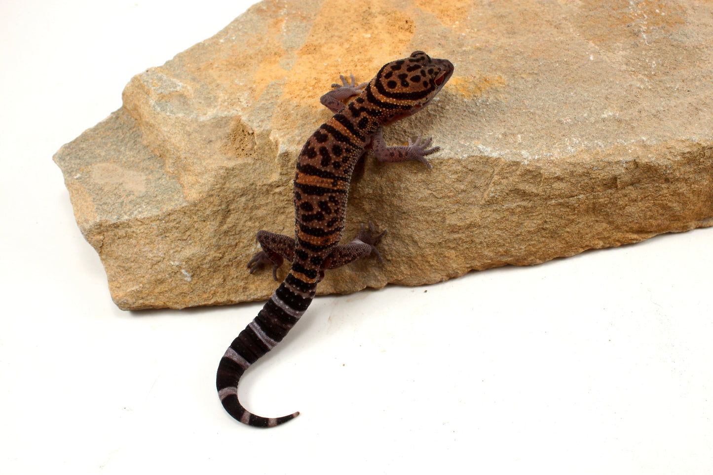 Bawangling Cave Gecko