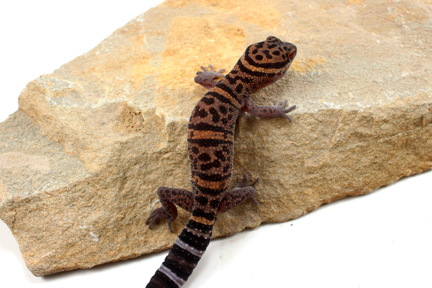 Bawangling Cave Gecko
