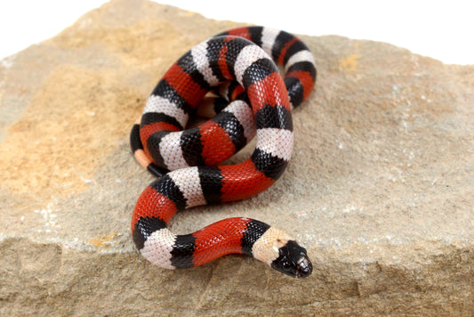 Pueblan Milksnake