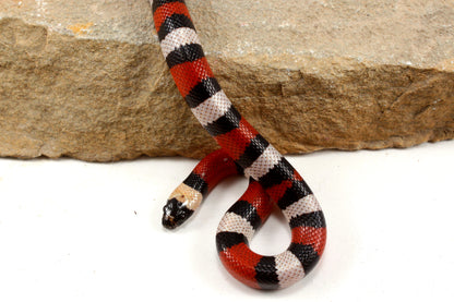 Pueblan Milksnake