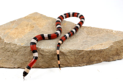 Pueblan Milksnake