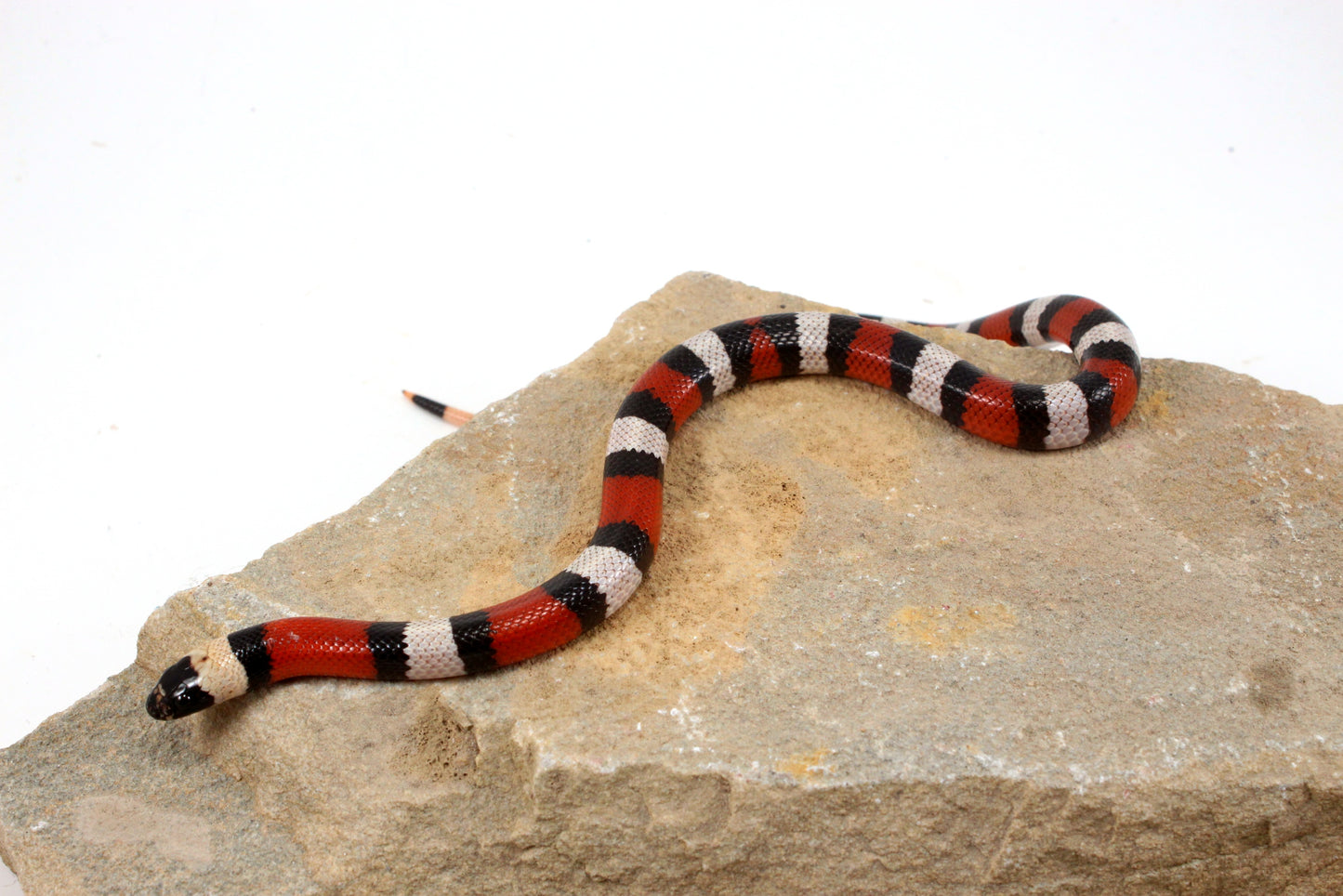 Pueblan Milksnake
