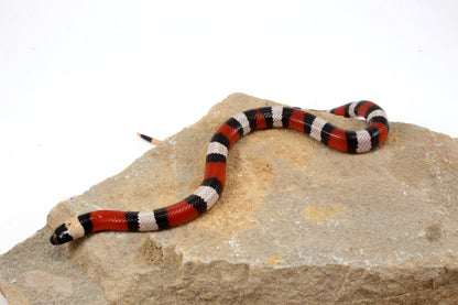 Pueblan Milksnake