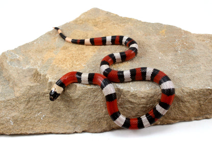 Pueblan Milksnake