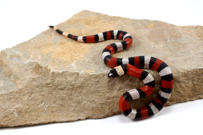 Pueblan Milksnake