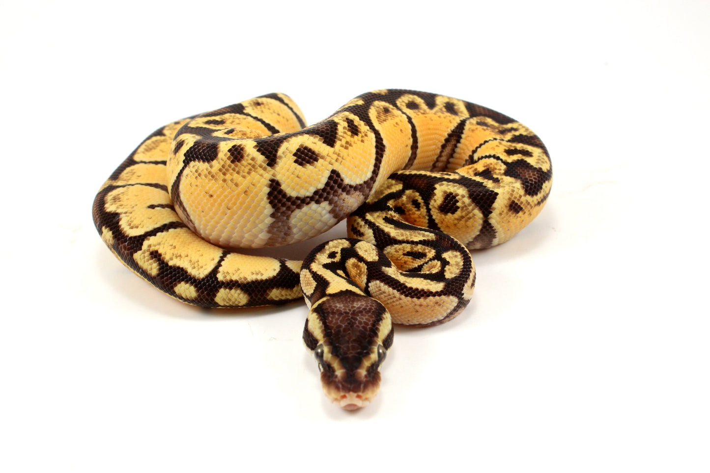 Pastel Ball Python