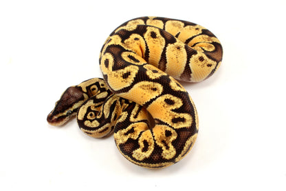 Pastel Ball Python