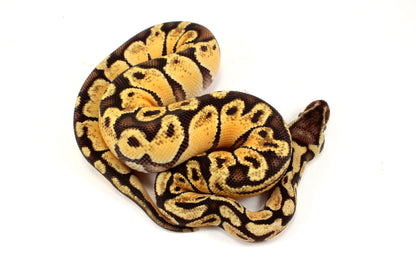 Pastel Ball Python