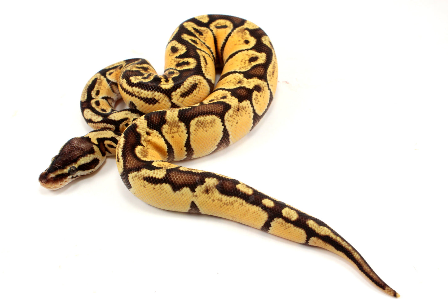 Pastel Ball Python