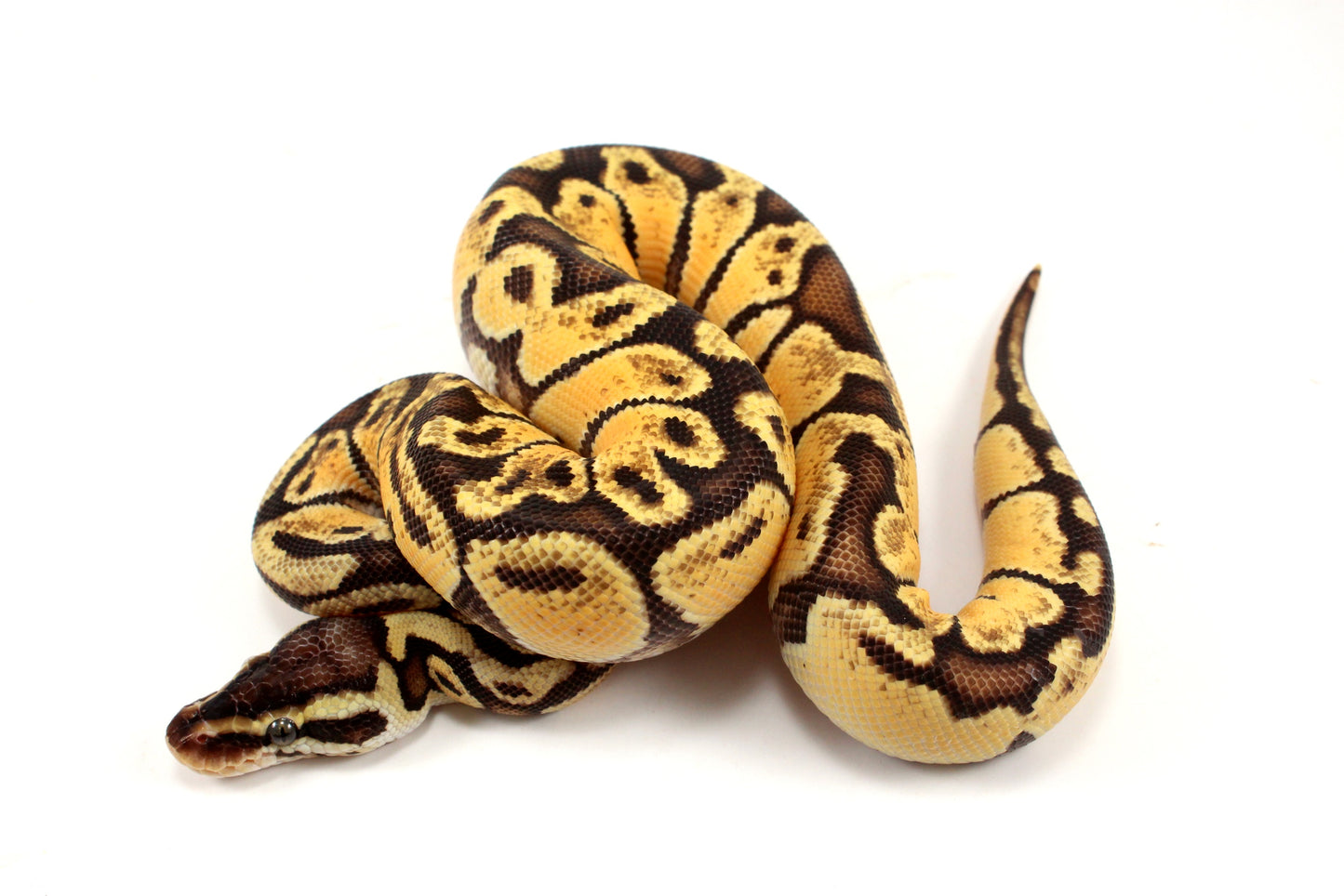 Pastel Ball Python