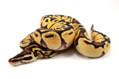 Pastel Ball Python