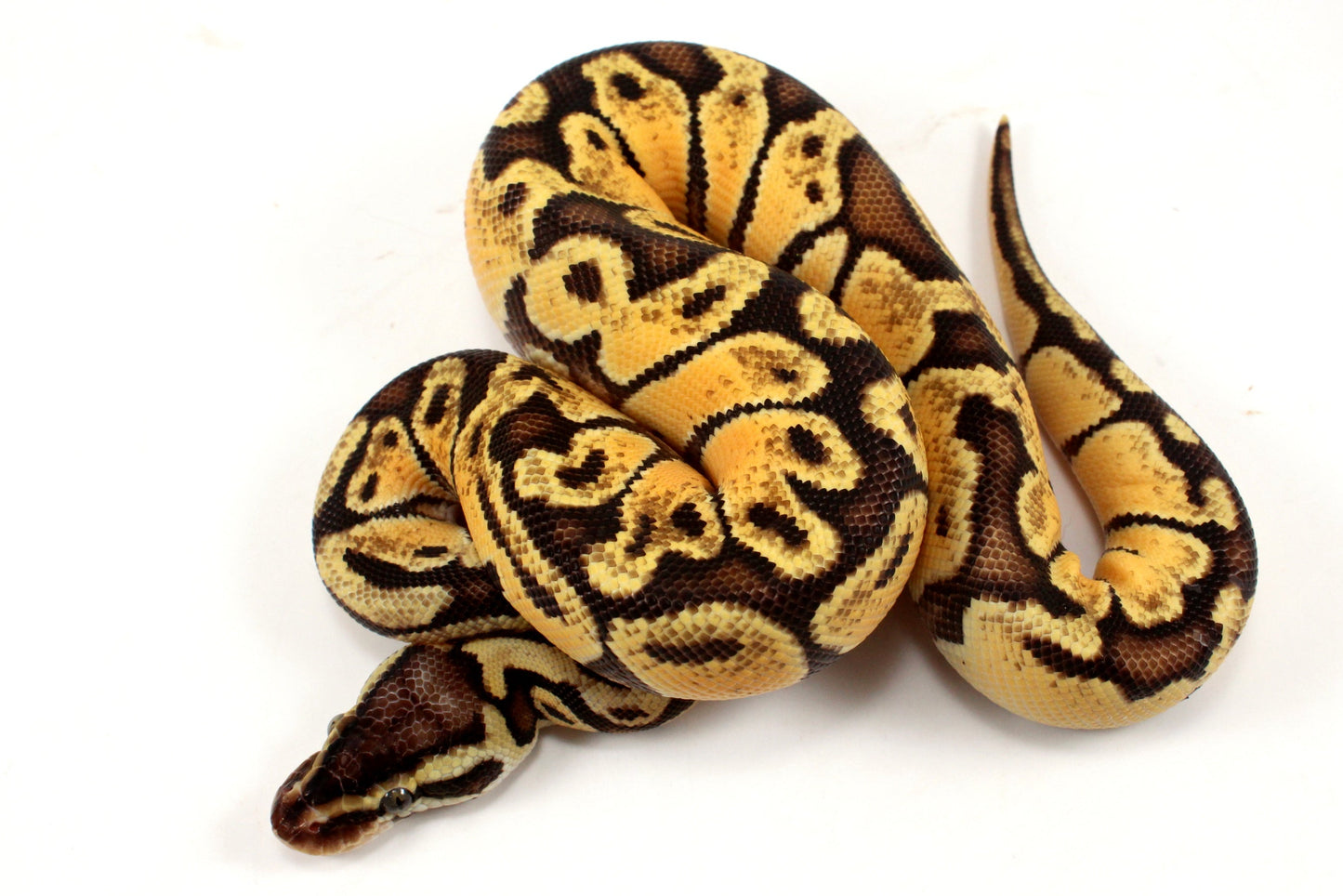 Pastel Ball Python