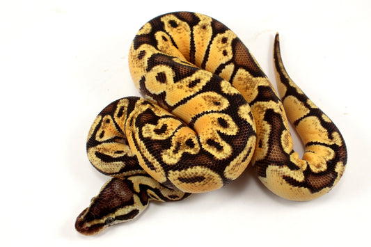 Pastel Ball Python