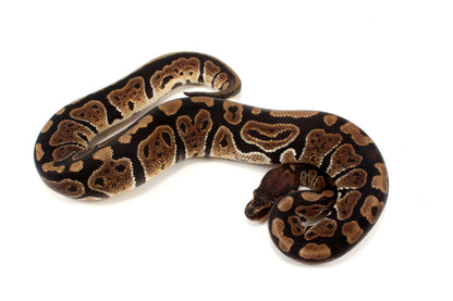 Granite Ball Python