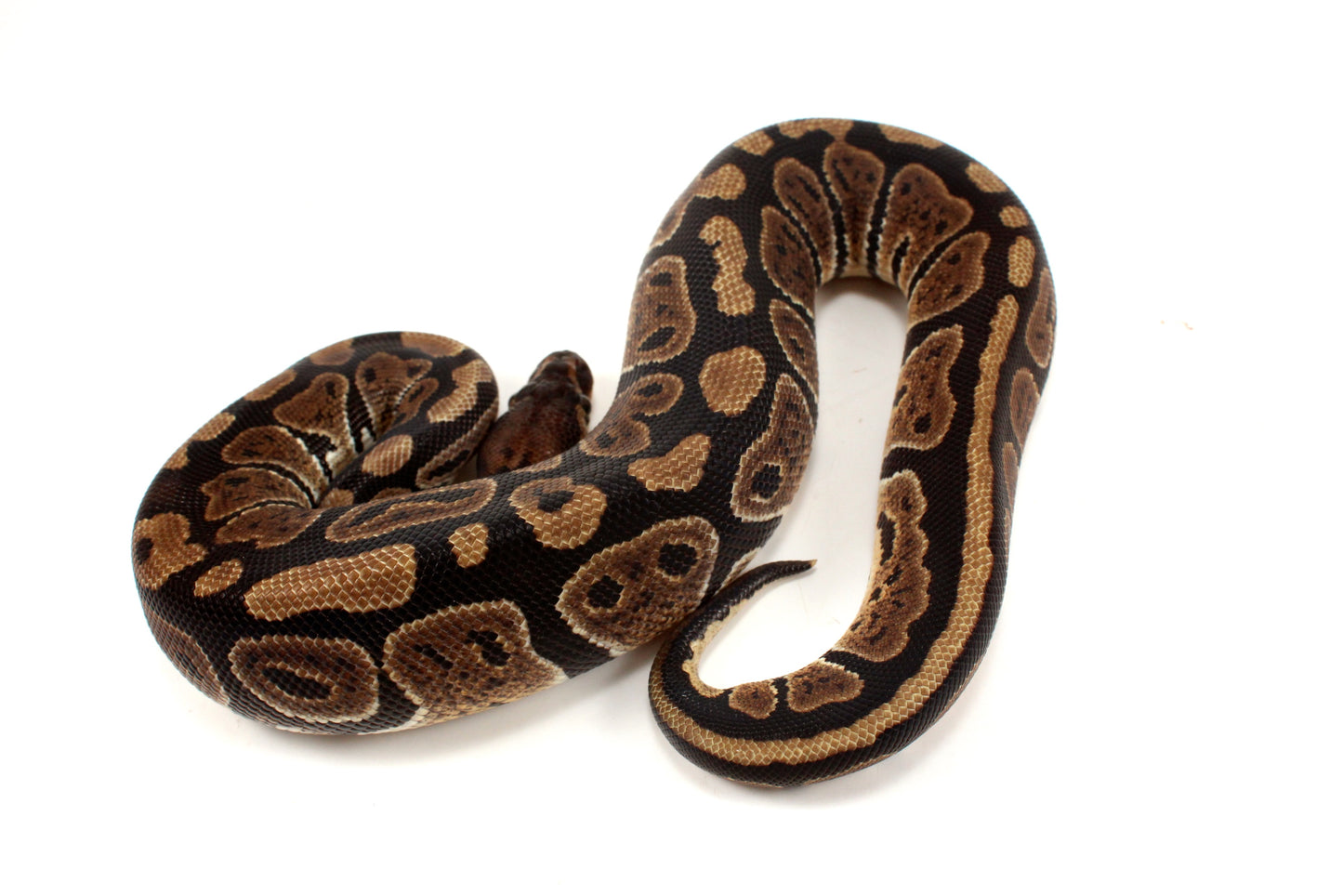 Granite Ball Python