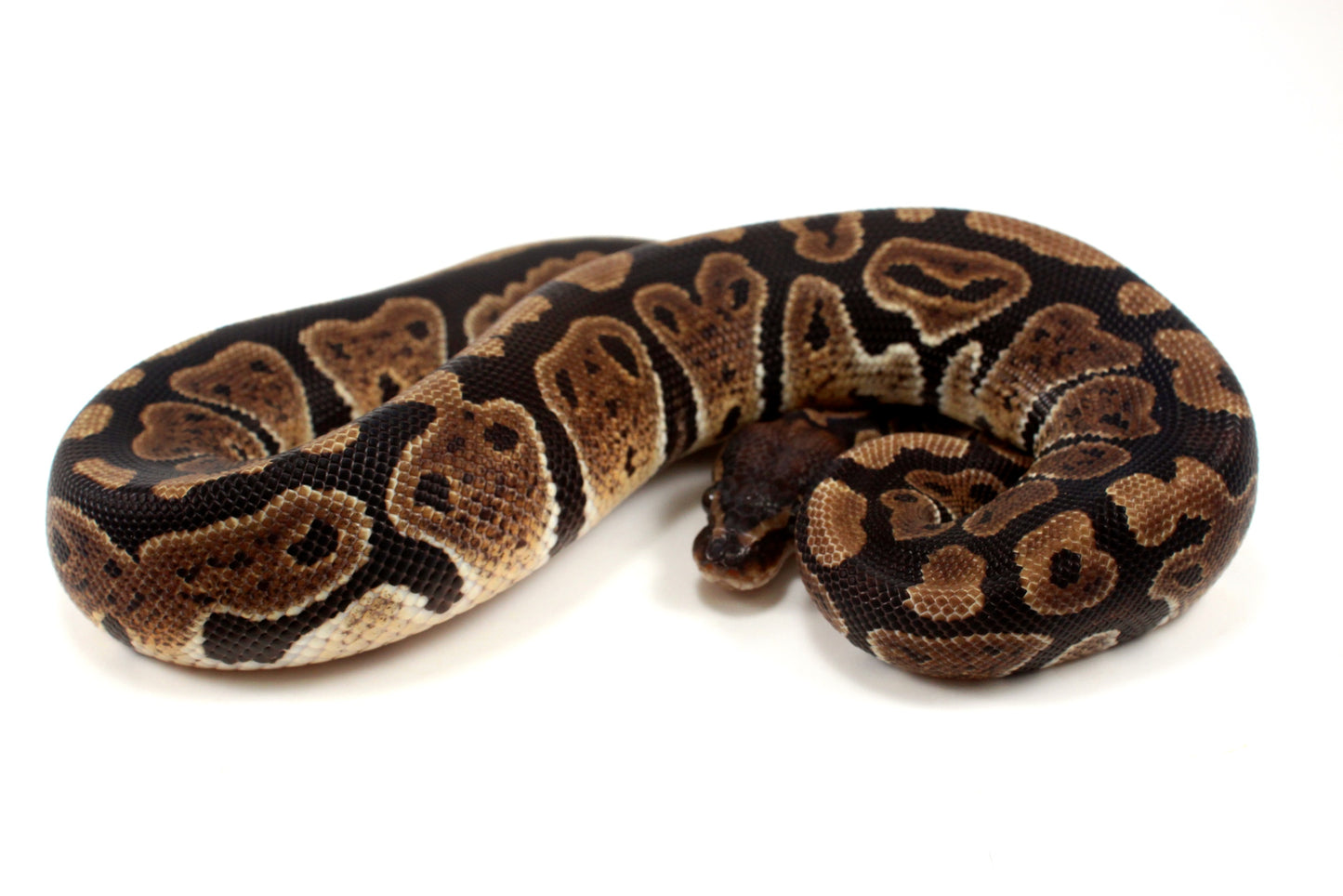 Granite Ball Python