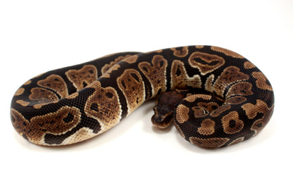 Granite Ball Python