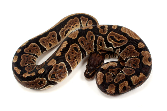Granite Ball Python