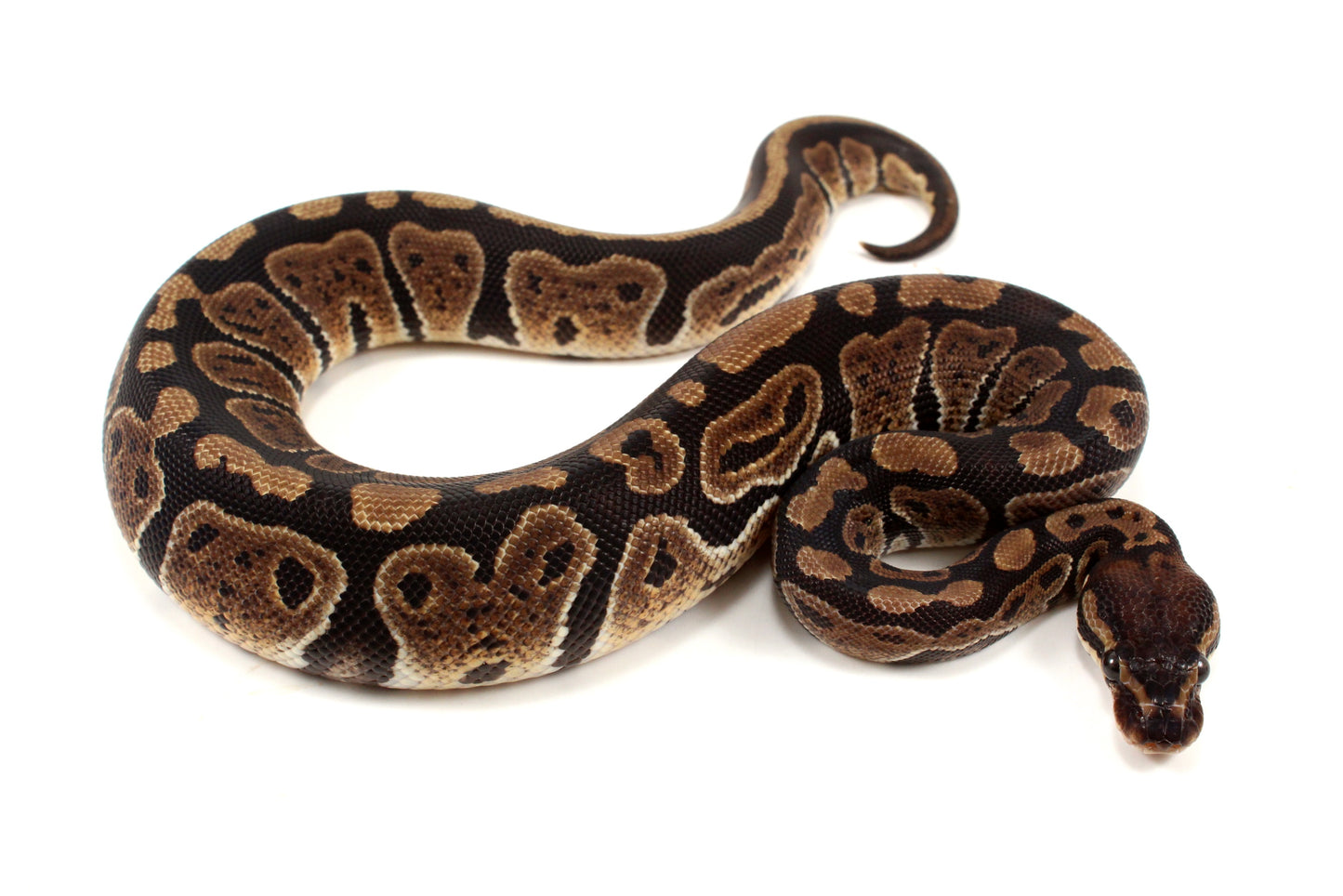 Granite Ball Python