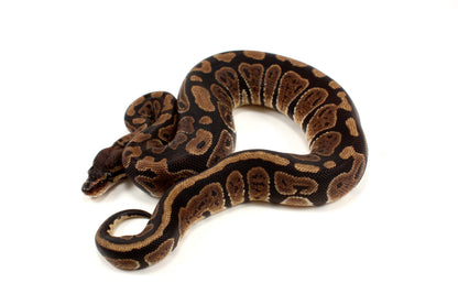 Granite Ball Python
