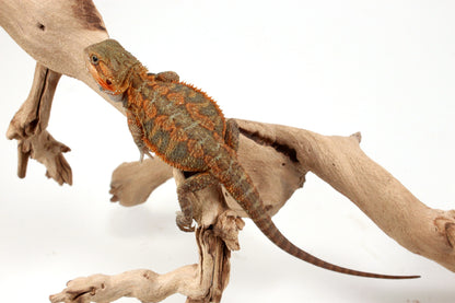 Orange Hypo Translucent Bearded Dragon