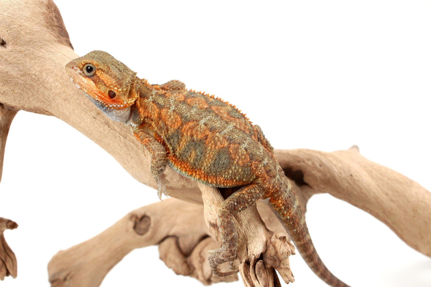 Orange Hypo Translucent Bearded Dragon
