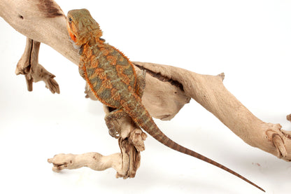 Orange Hypo Translucent Bearded Dragon