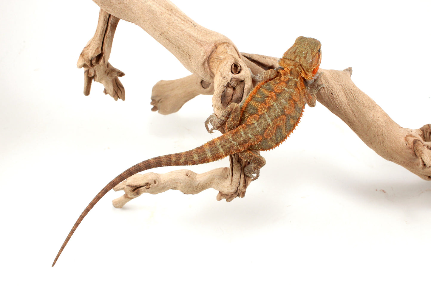 Orange Hypo Translucent Bearded Dragon
