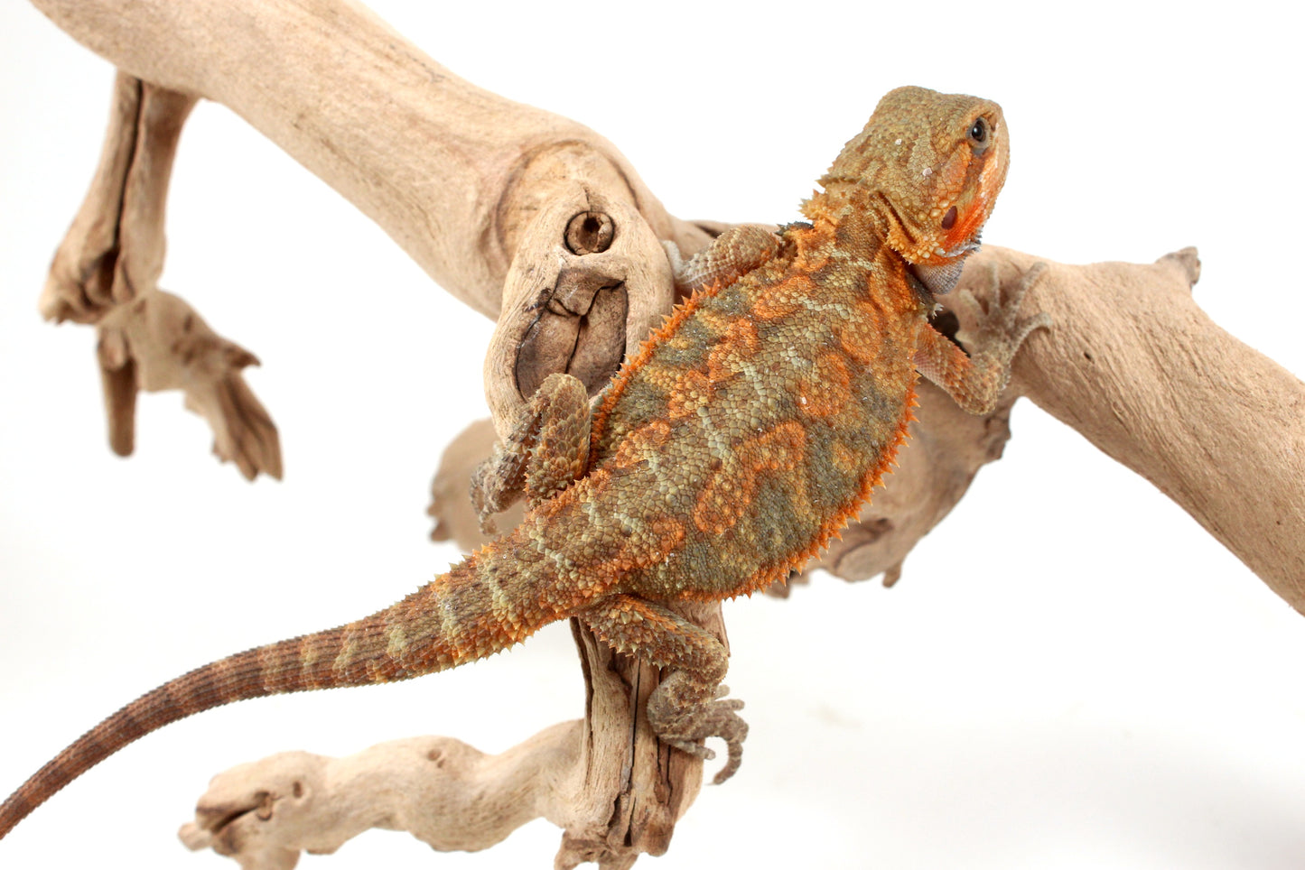 Orange Hypo Translucent Bearded Dragon