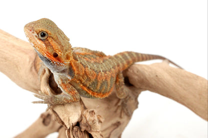 Orange Hypo Translucent Bearded Dragon