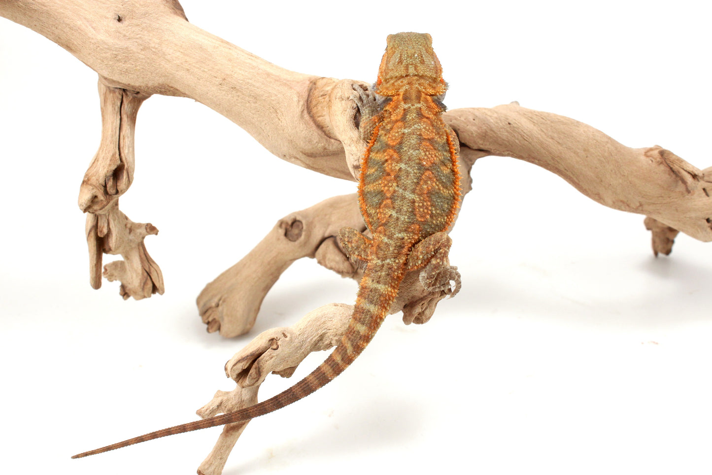 Orange Hypo Translucent Bearded Dragon