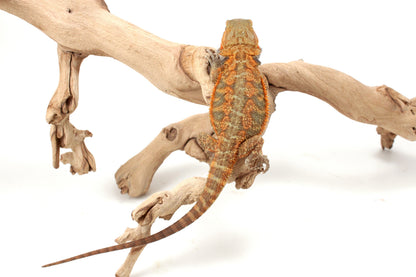 Orange Hypo Translucent Bearded Dragon