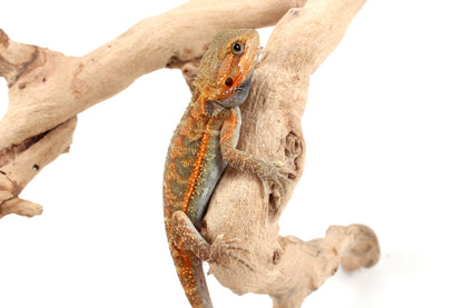 Orange Hypo Translucent Bearded Dragon