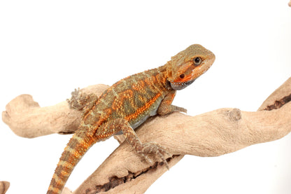 Orange Hypo Translucent Bearded Dragon