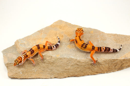 Molten Lavender Leopard Gecko