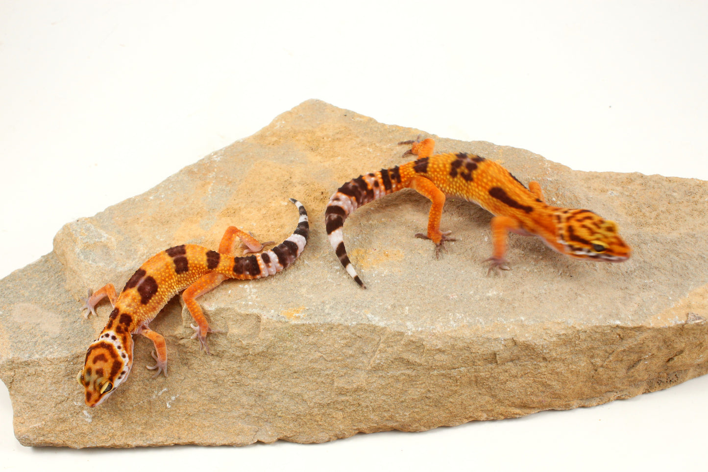 Molten Lavender Leopard Gecko