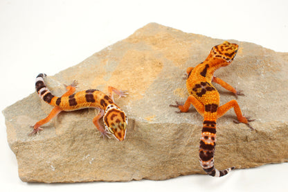 Molten Lavender Leopard Gecko