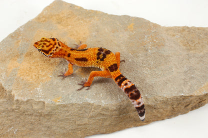 Molten Lavender Leopard Gecko