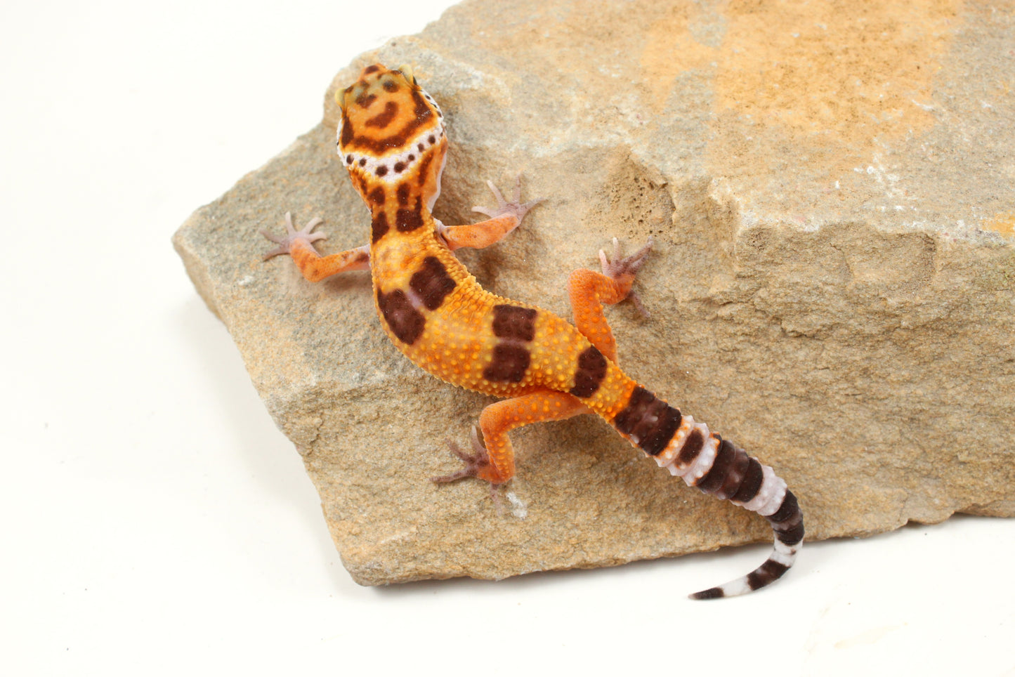Molten Lavender Leopard Gecko