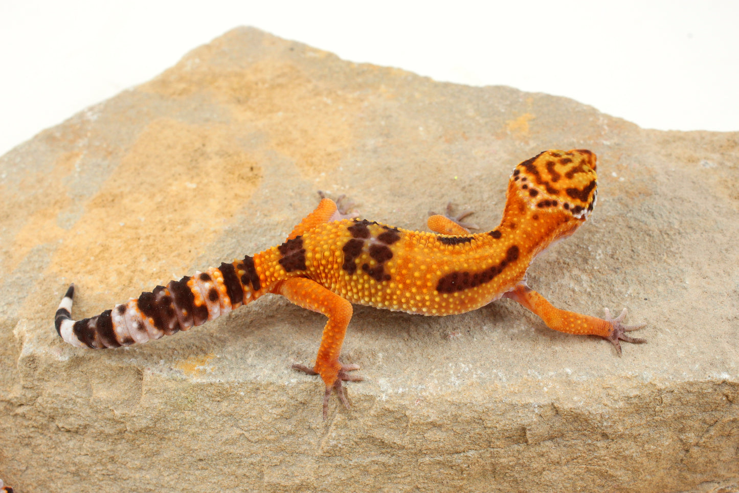 Molten Lavender Leopard Gecko
