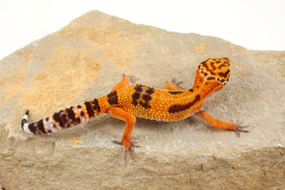 Molten Lavender Leopard Gecko