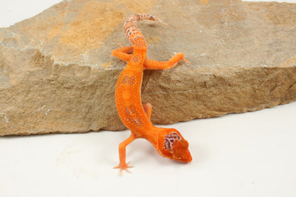 Albino Clown Leopard Gecko