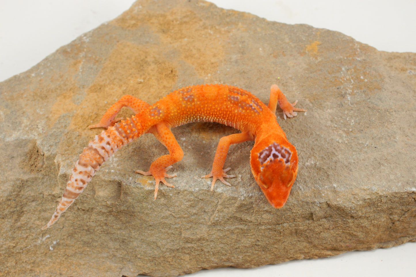 Albino Clown Leopard Gecko