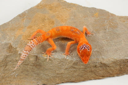 Albino Clown Leopard Gecko
